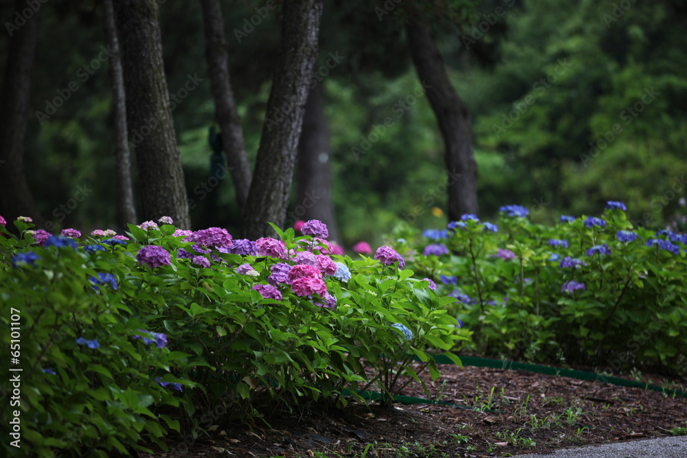 The image of beautiful nature