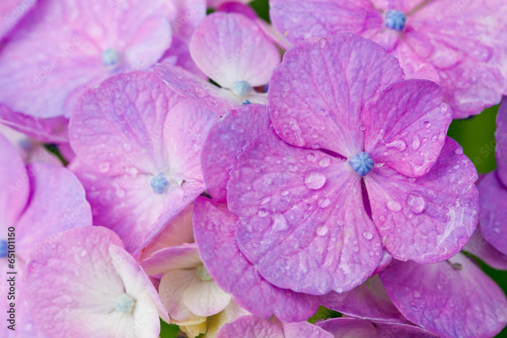 The image of beautiful nature