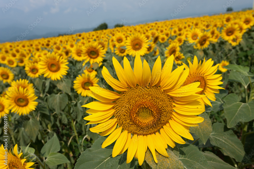 Obraz premium ヒマワリ畑