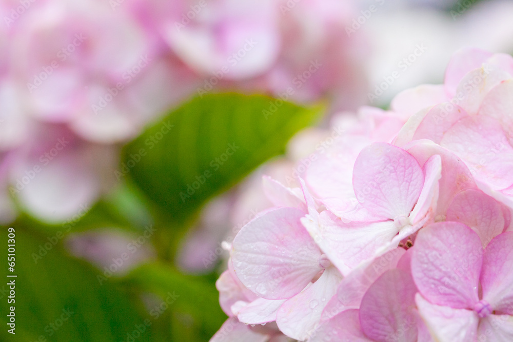 Fototapeta premium The image of beautiful nature