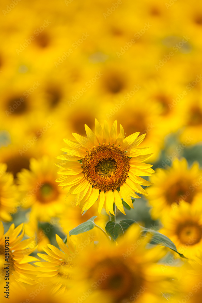 Naklejka premium ヒマワリ畑