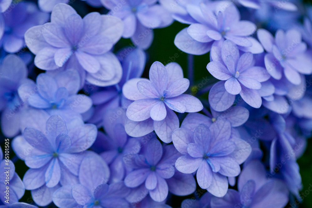 The image of beautiful nature The image of beautiful nature