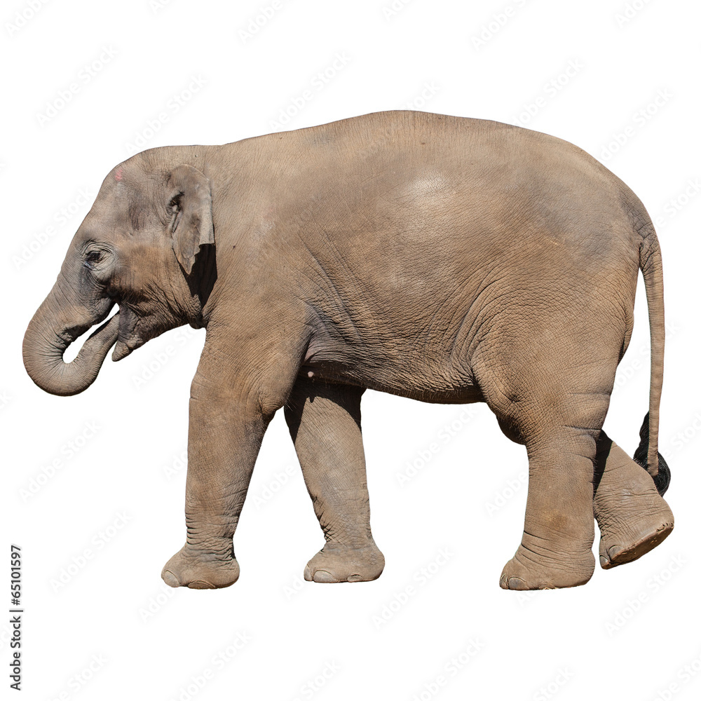 Elephant, isolated on background Elephant, isolated on background