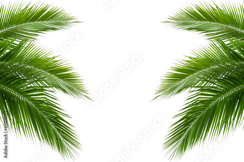 leaves of coconut tree isolated on white background © rungrote