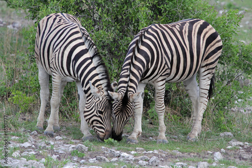 Zebras grasend