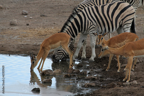 Zebra und Antilopen an Wasserloch, Etosha