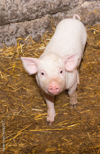 Piglet pig © pyansetia2008