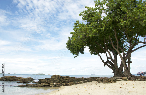 big tree on the beach © hwannaa