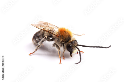 Male of bee (Eucera sp.) isolated on white photo