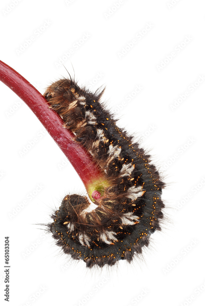 Obraz premium Raupe, freigestellt vor weiß