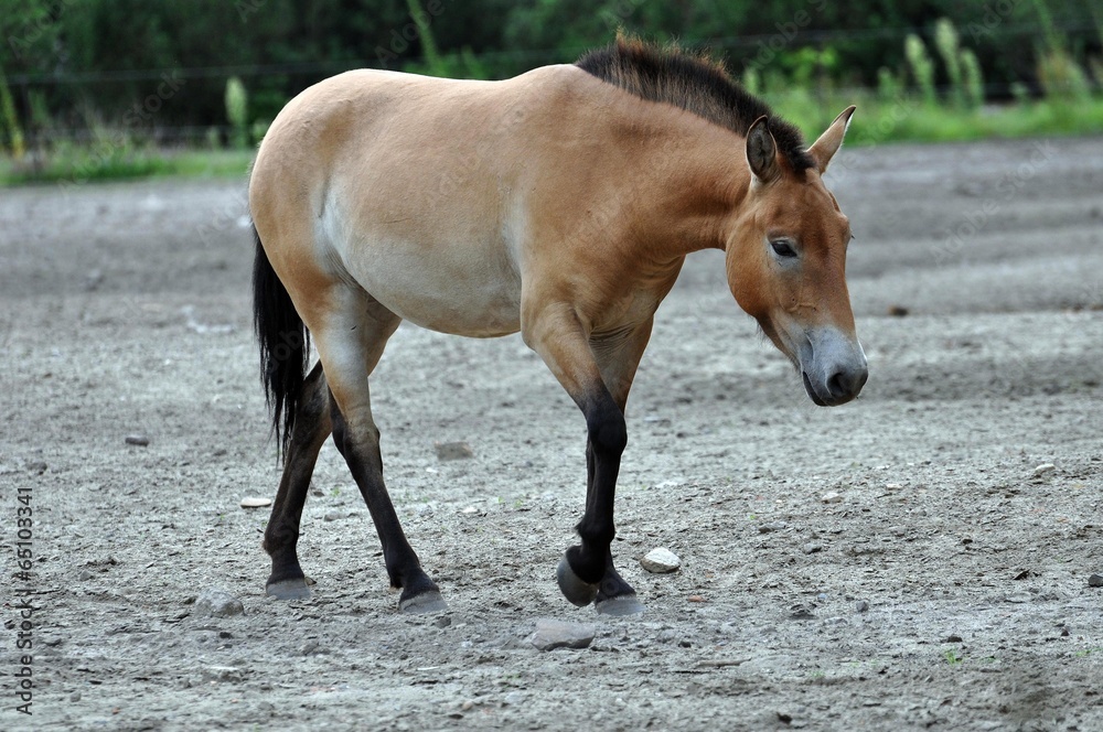 Fototapeta premium Przewalskipferd
