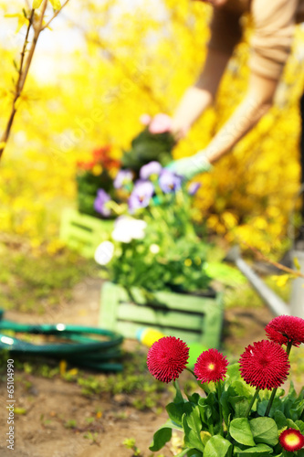 Fototapeta Naklejka Na Ścianę i Meble -  Gardening concept: beautiful flowers in garden with sun light