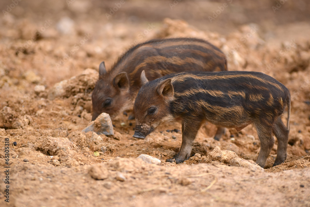 baby wild boar baby wild boar