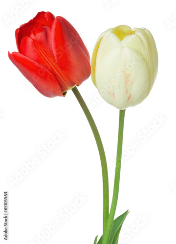 Fototapeta Naklejka Na Ścianę i Meble -  red and white tulips on a white background