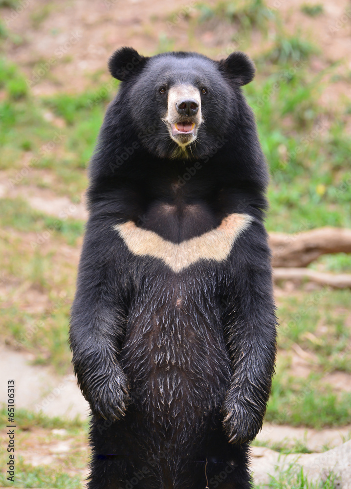 Obraz premium asiatic black bear