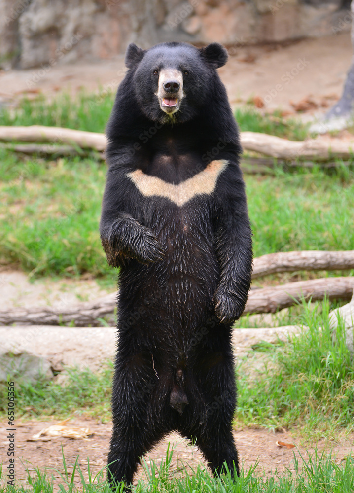 Obraz premium asiatic black bear