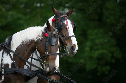 Konie w zaprzęgu © Patryk Michalski