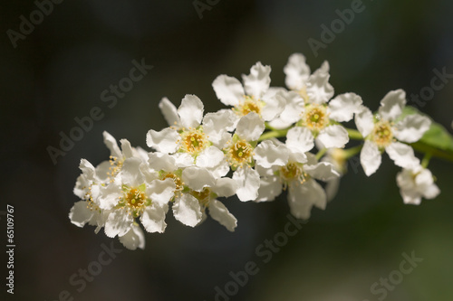 bird cherry closeup