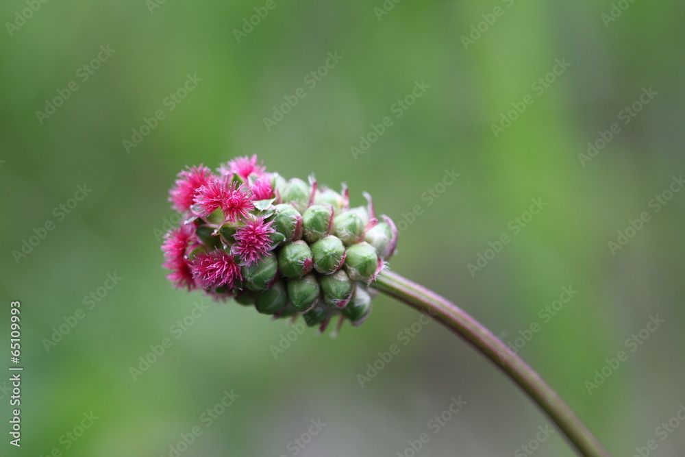Obraz premium Sanguisorba minor