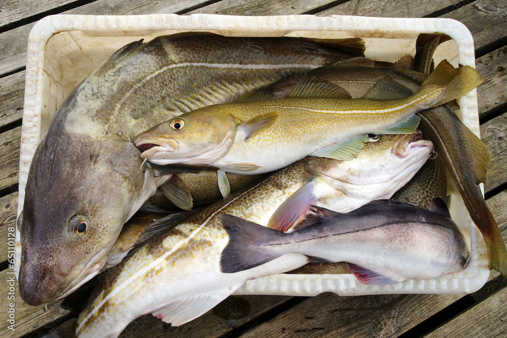 Fresh Cod Fish in boat container Fresh Cod Fish in boat container