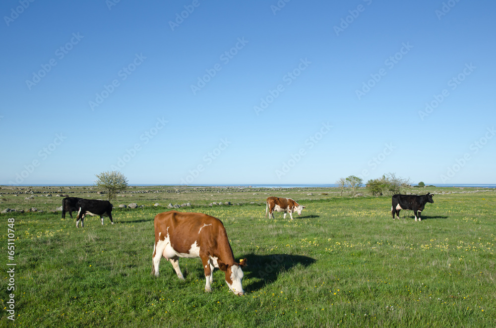 Grazing cattle at spring