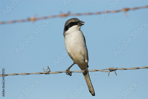 Raubwürger (Lanius excubitor)