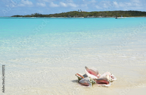 Fototapeta Naklejka Na Ścianę i Meble -  Conches on the beach. Exuma, Bahamas