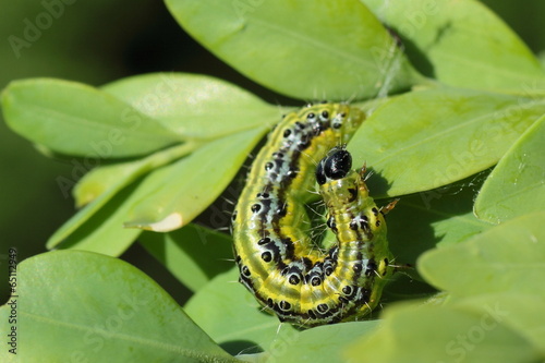 Buchsbaumzünsler Raupe photo