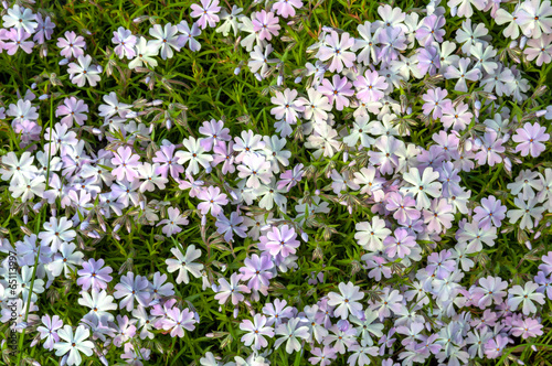 Phlox subulata flowers growing up