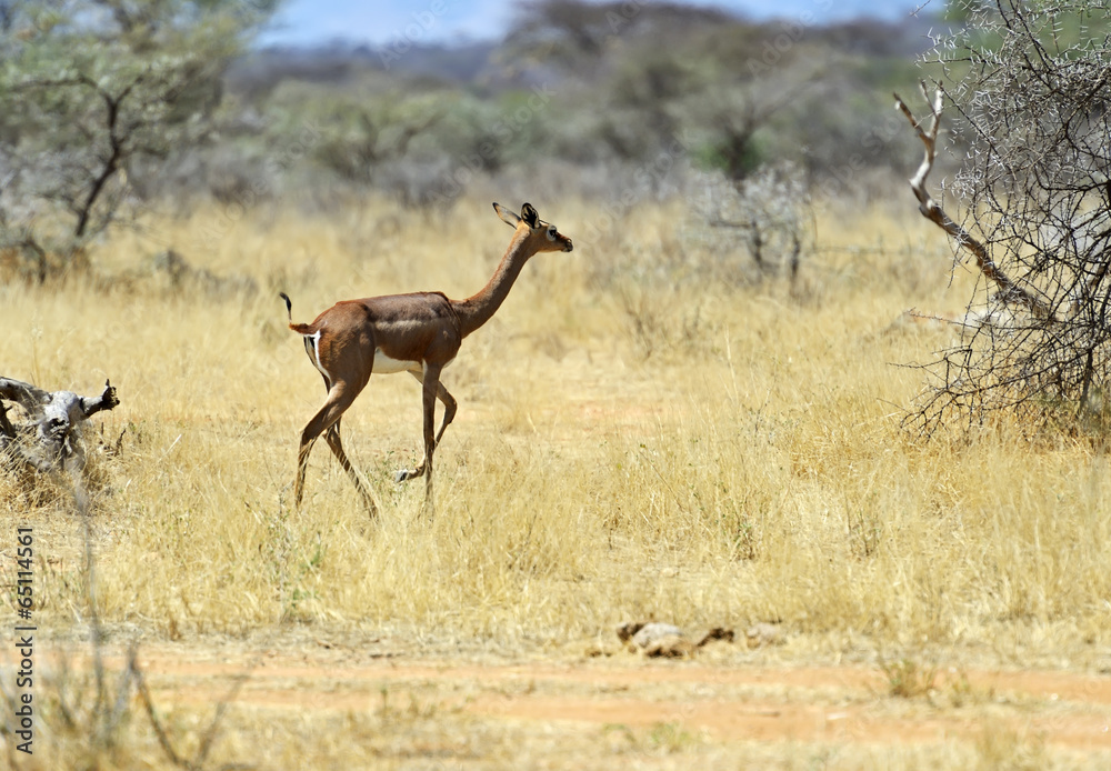 Gerenuk Gerenuk