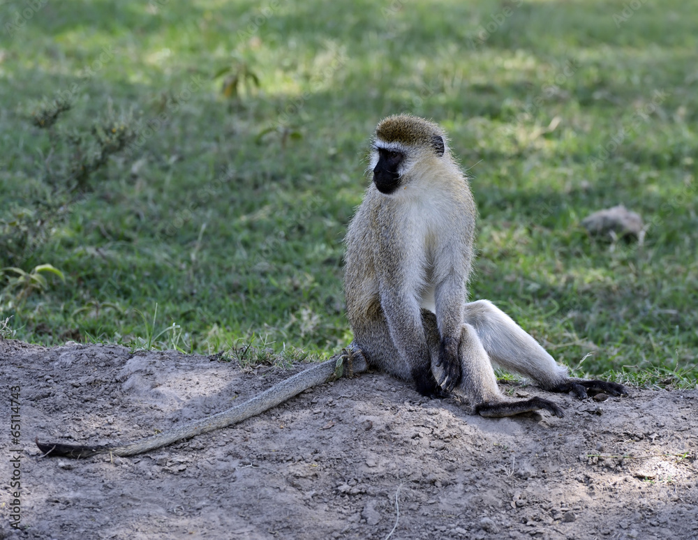 Obraz premium Green monkey