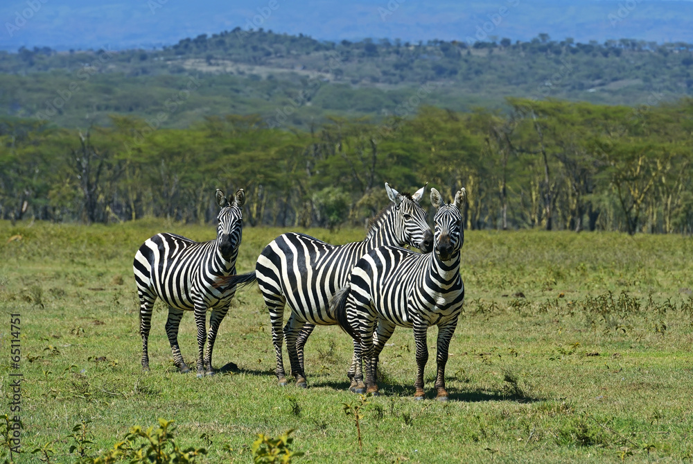 Obraz premium Zebra