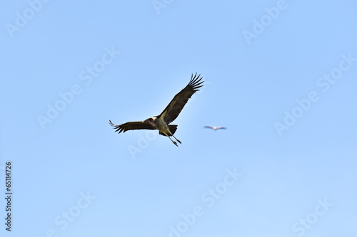 Marabou Stork