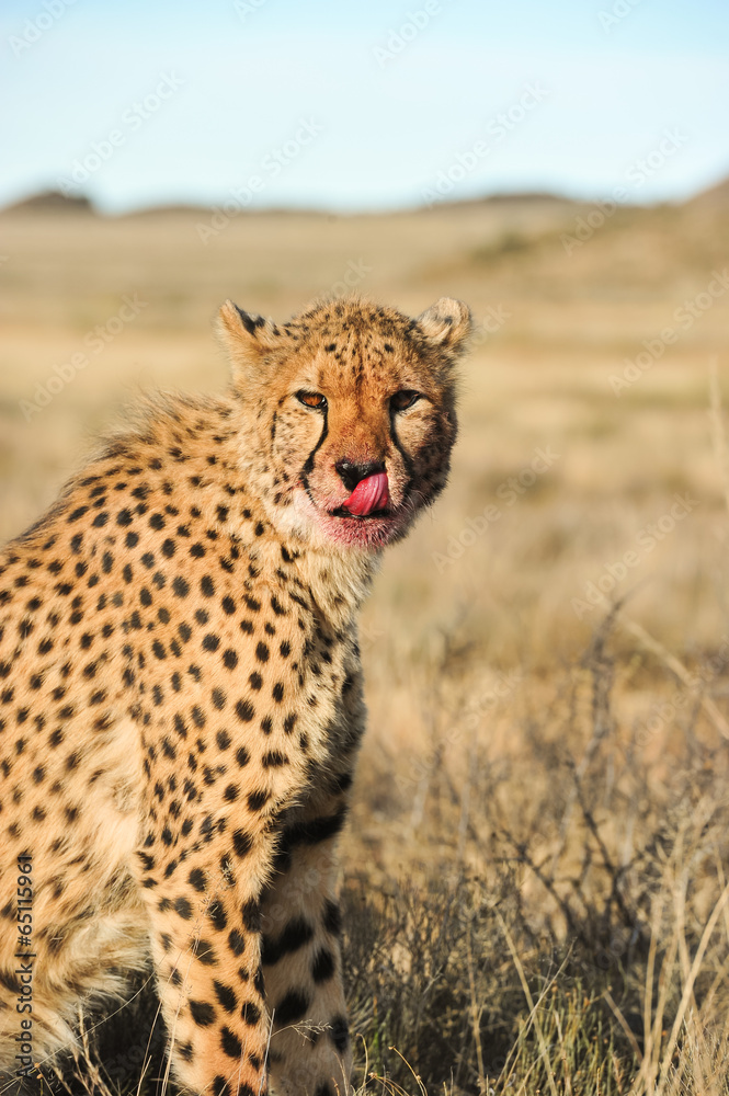 Fototapeta premium Portrait of a Cheetah