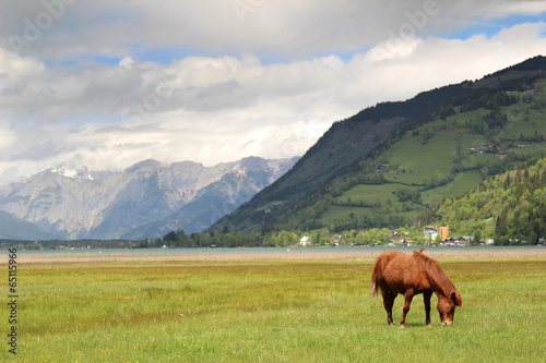 Horse grazing in the Alps