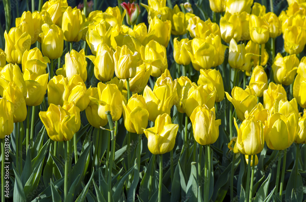 Spring background with tulips over natural background Spring background with tulips over natural background
