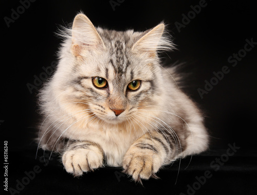 Slika na platnu Kurilian bobtail cat