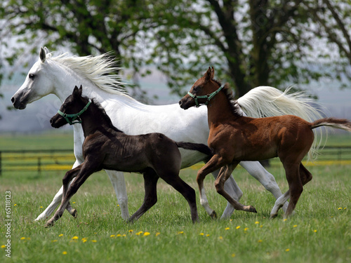 running horses © kubikactive