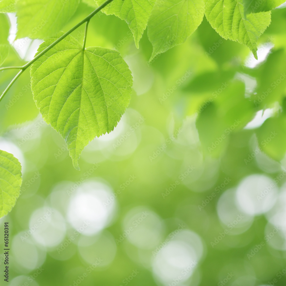 Light green linden tree and blurred bokeh background