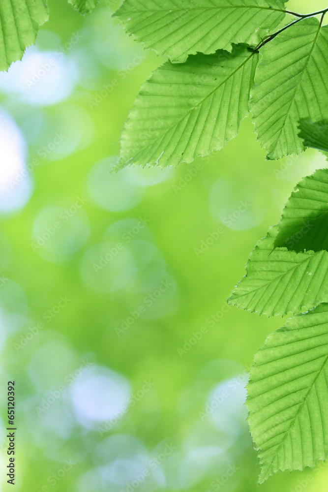 Fresh green leaves with smooth bokeh background Fresh green leaves with smooth bokeh background
