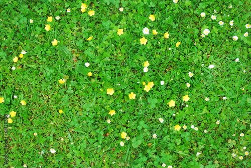 Abstract green grass texture with white and yellow flowers