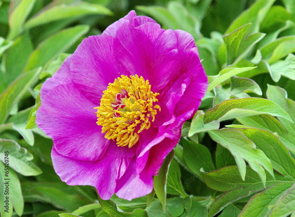 European or common peony (paeonia officinalis) European or common peony (paeonia officinalis)
