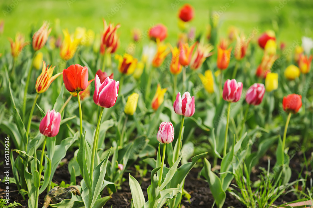 Pink and yellow beautiful tulips