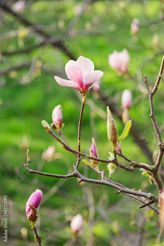 Magnolia flowers © Roxana