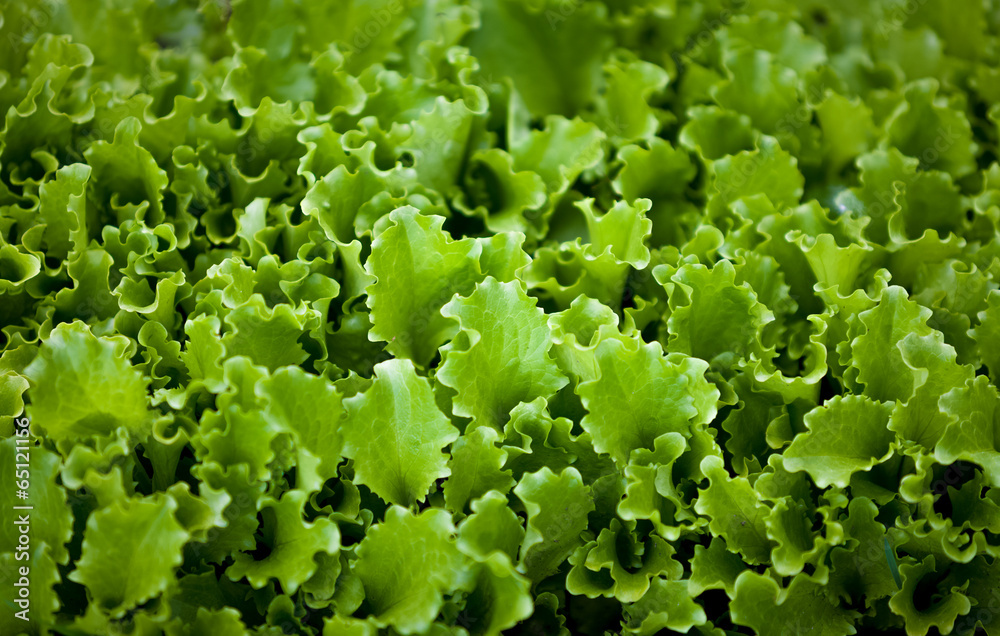 photo of lettuce garden bed