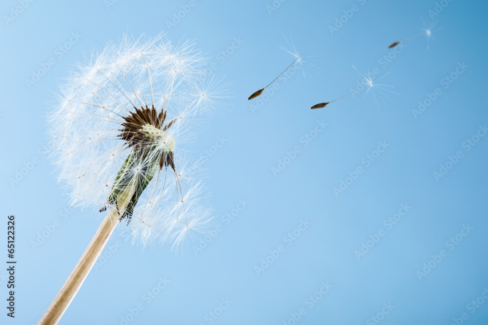 Obraz premium Blowball