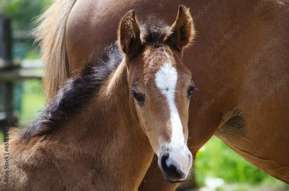 Horse Foal Horse Foal