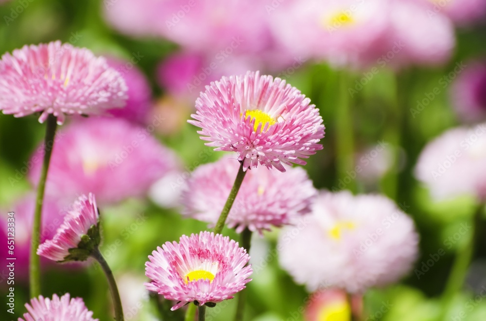 Spring or Summer Flower Spring or Summer Flower
