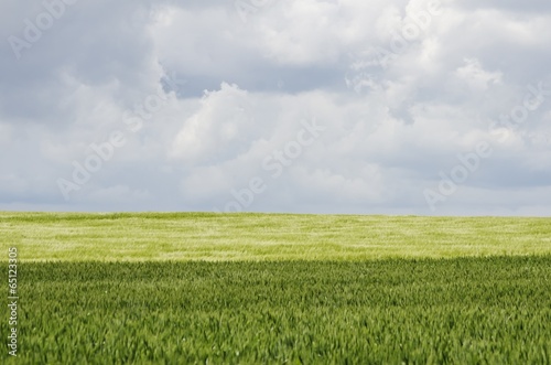 Wheat Field