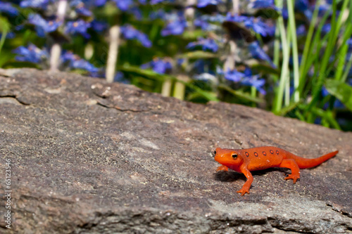 Red Eft